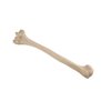 Humerus stanga ORTHObones Standard