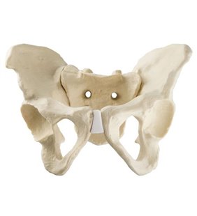 Pelvis complet cu sacrum ORTHObones Standard