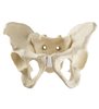 Pelvis complet cu sacrum ORTHObones Standard