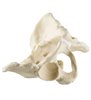 Pelvis complet cu sacrum ORTHObones Standard