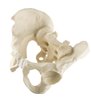 Pelvis complet cu sacrum ORTHObones Standard