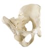 Pelvis complet cu sacrum ORTHObones Standard