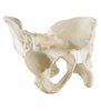 Pelvis complet cu sacrum ORTHObones Standard