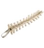 Vertebre toracice ORTHObones Standard