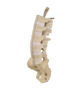 Coloana vertebrală lombară cu sacrum ORTHObones Standard