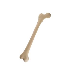 Femur juvenil - drept - ORTHObones Standard