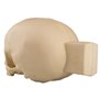 Craniu gol pediatric cu bloc de susținere ORTHObones Standard