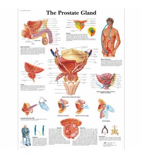 Diagrama glandei prostatei